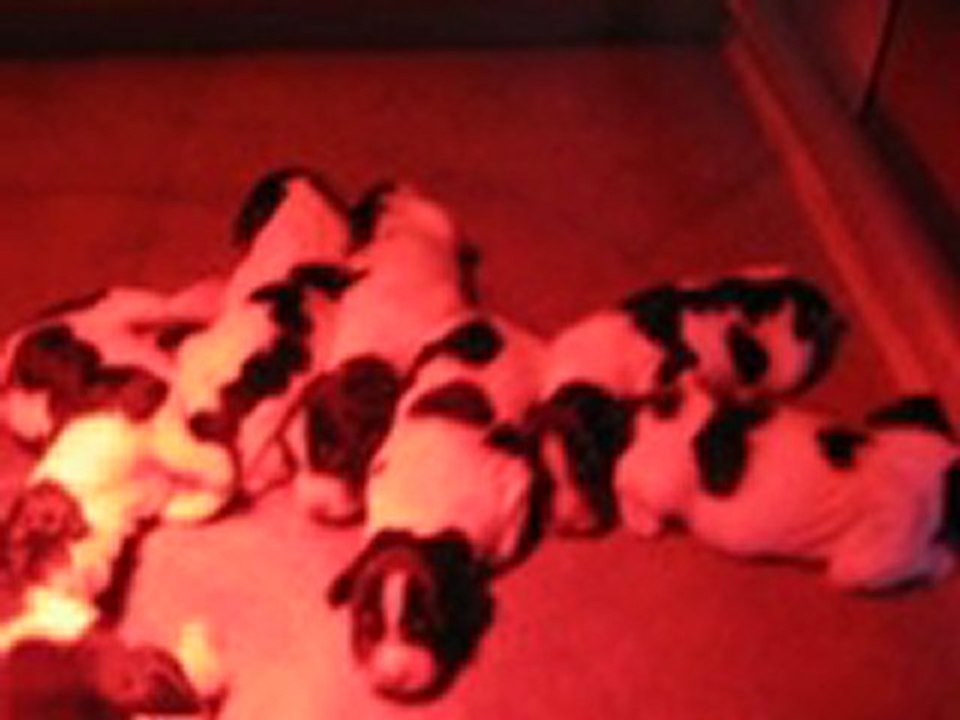 petits belette