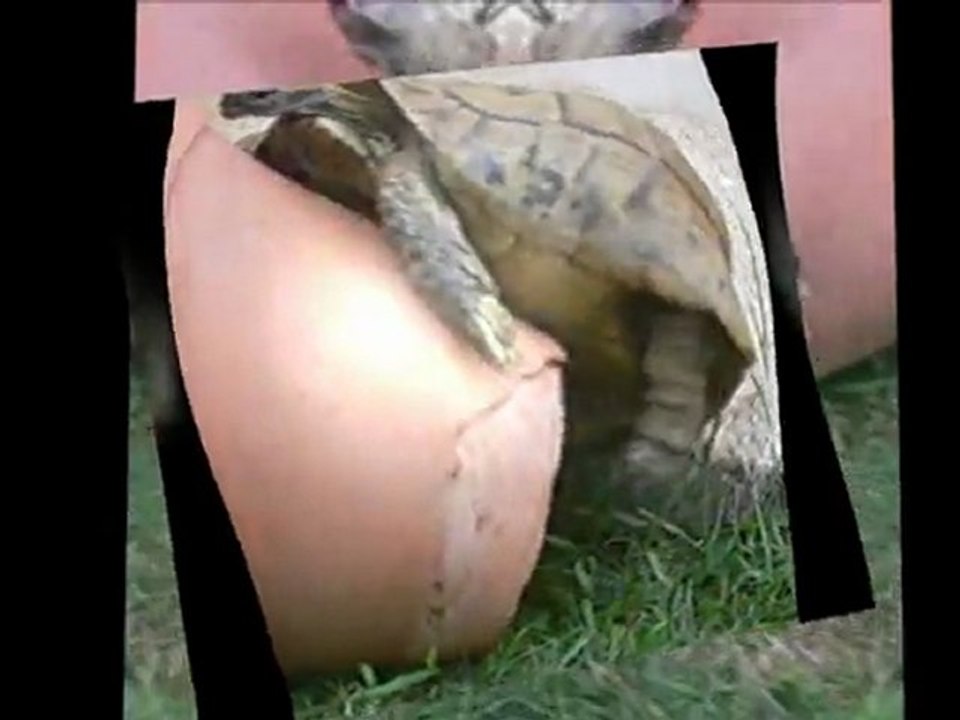 SEXTURTLE