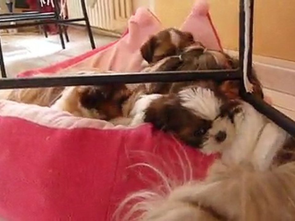 Udjy chiots