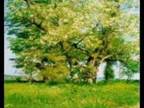 Muzica de petrecere- Salcamule de la drum - Formatia *ABC* din Pitesti / Arges