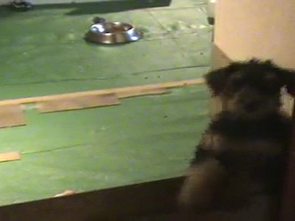 Gus et Gustave