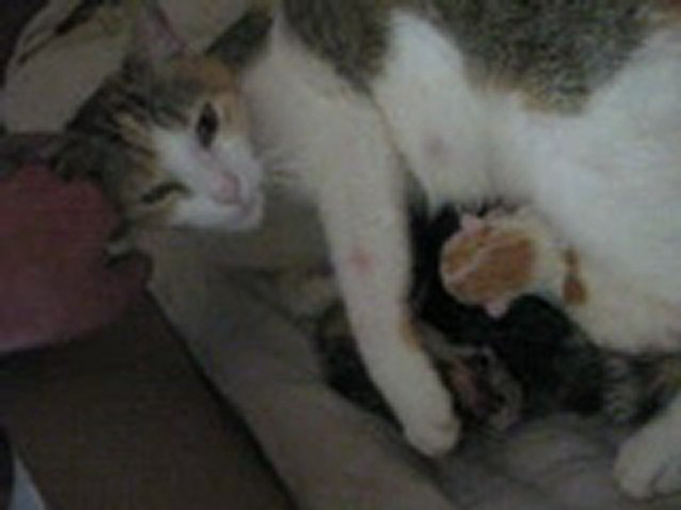 chaton du 28 mars 2011