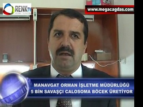 MANAVGAT ORMAN İŞLETME MÜDÜRLÜĞÜ 5 BİN SAVAŞÇI CALOSOMA BÖCEK ÜRETİYOR
