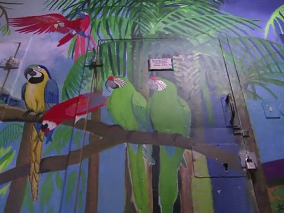 Jailbirds: South African scheme offers new hope to inmates