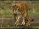 Felinos de Africa: Trailer: African cats