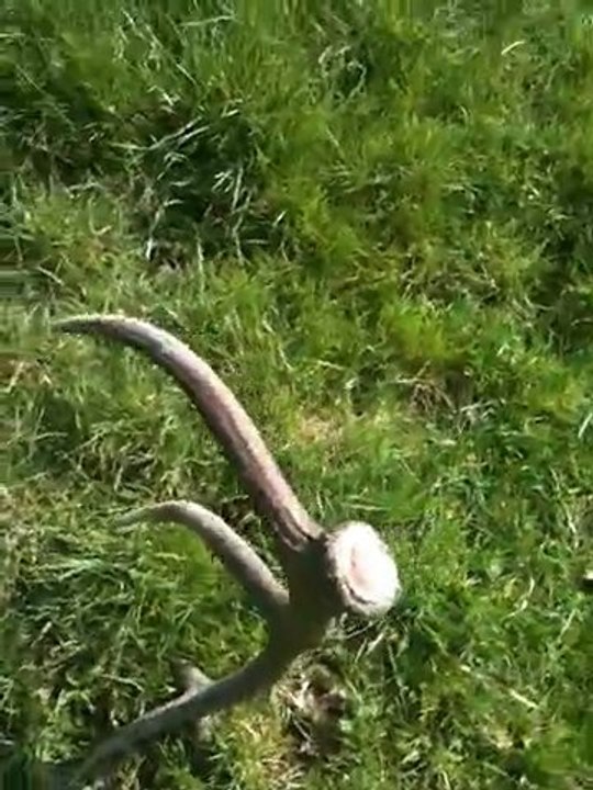Bois de Cerf (mue, trophée) en Forêt de Mormal (Nord de la France)