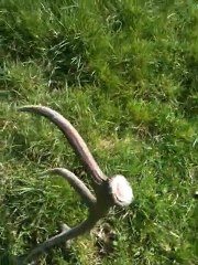 Bois de Cerf (mue, trophée) en Forêt de Mormal (Nord de la France)