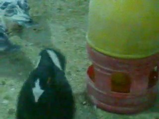 YILMAZ VELİ,GÜVERCİNLER KÜMESTE