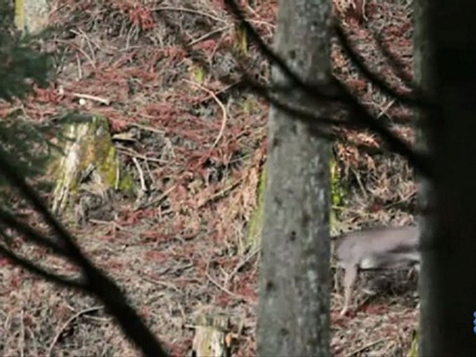 Jesus que ma joie demeure en foret - wood xylophone in natural environement