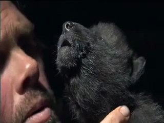 Insegnare ad ululare ad un cucciolo di lupo