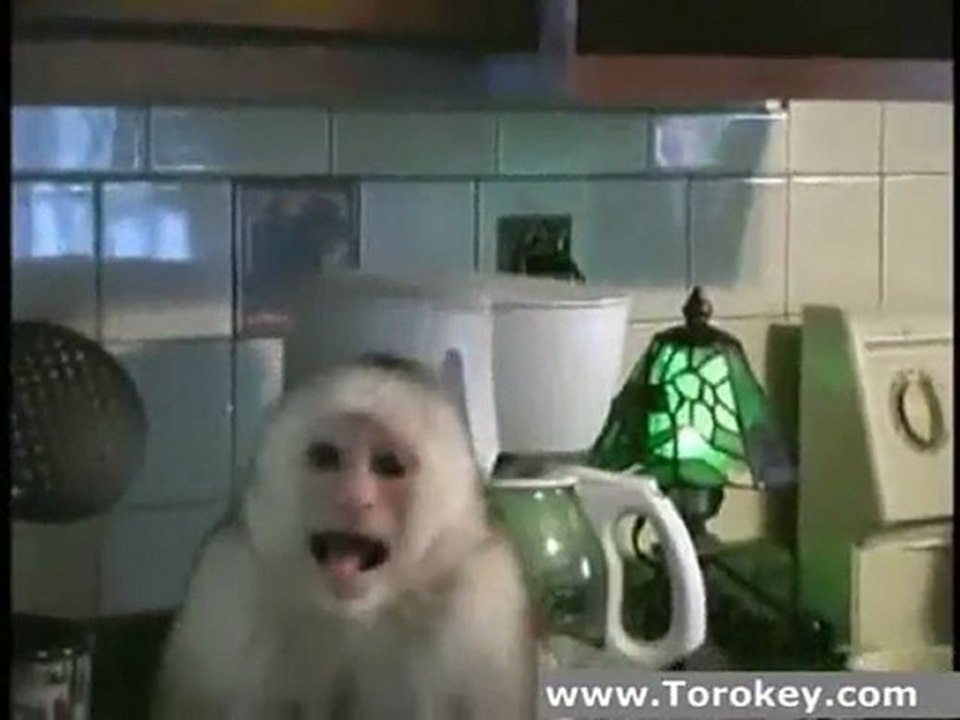 Monkey Steals A Grape Makes A Face