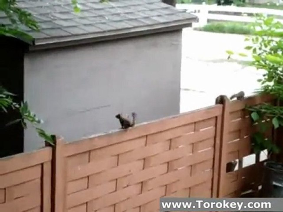 322281_Squirrel_Cant_Jump