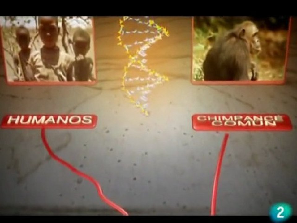 Hominidos: Australopithecus