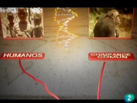 Hominidos: Australopithecus
