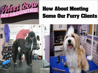 Dog and Pet Wash Tucson