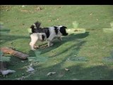 G-LITTER -  LING DECHEN'S PUPPIES - TIBETAN TERRIERS