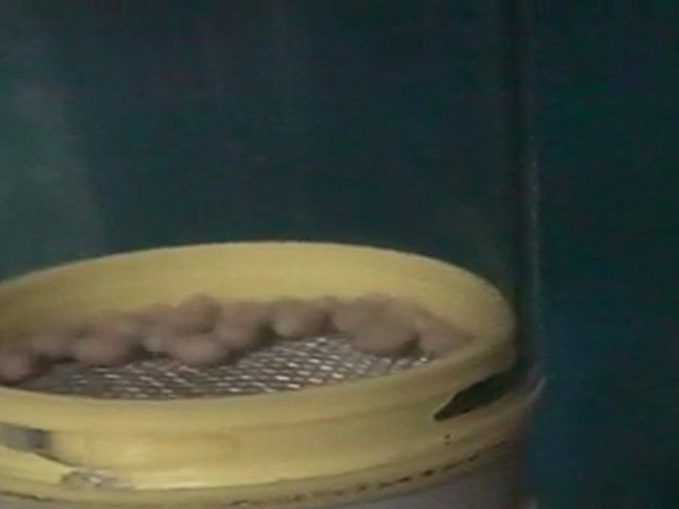 FRONTOSA BLUE ZAİRE KAPAMPA YUMURTALARI  01.04.2011  SAAT: 17:00