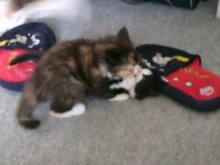 combat de chatons!!!