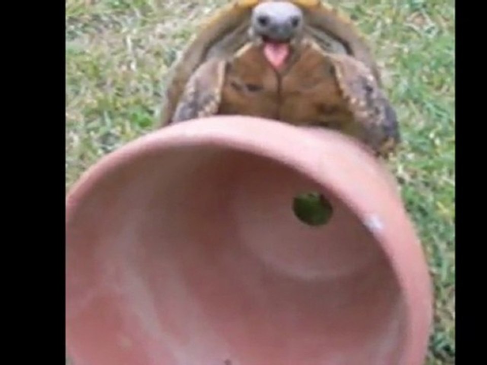 SEXTURTLE