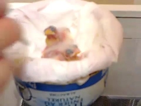 Elever des canaris la main;nettoyage au coton de tige aprés le repas;blog de lescanarisdebruno