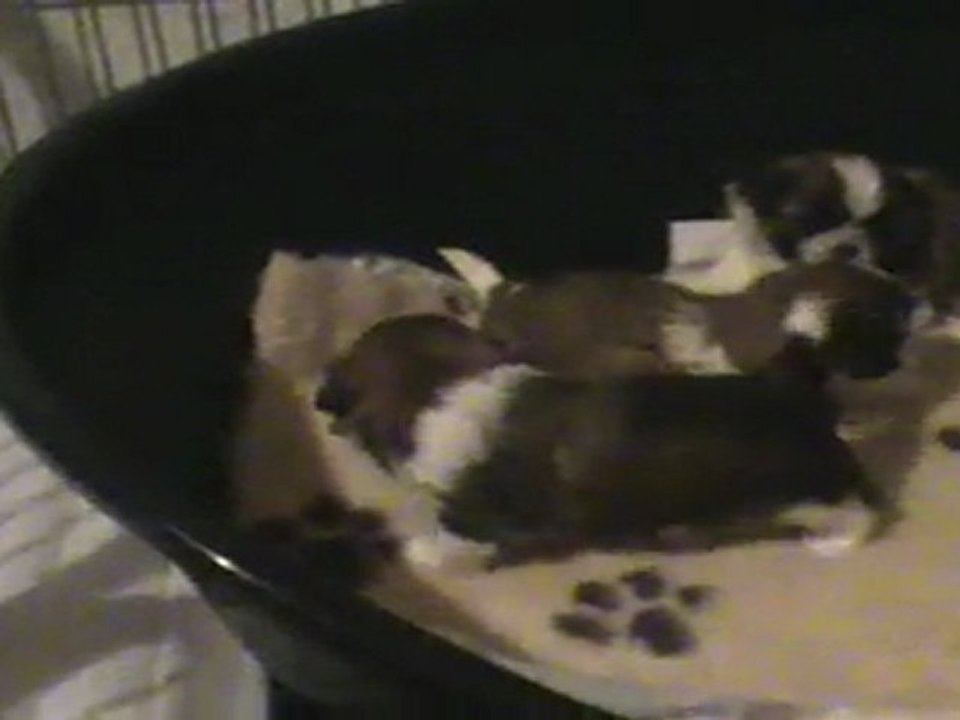 chiots2