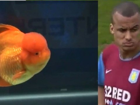 Friday sport Les footballeurs sont des animaux