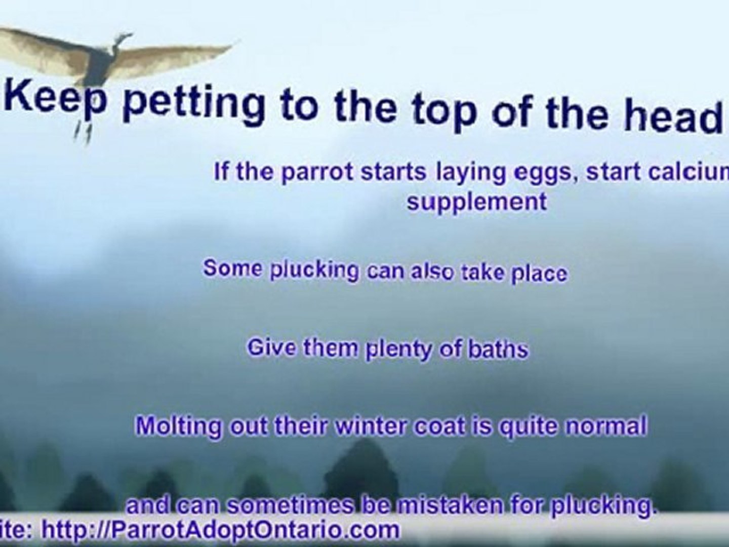 ⁣How To Care For Parrots - Parrot Rescue Adoption - Spring Su