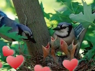 Love Me Tender-Ricky King