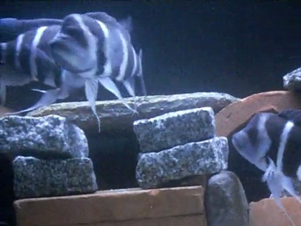 SDC11411