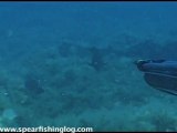 Suicidal comb grouper - spearfishing