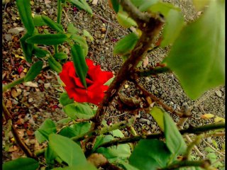 مي نصر تغني زكي ناصيف