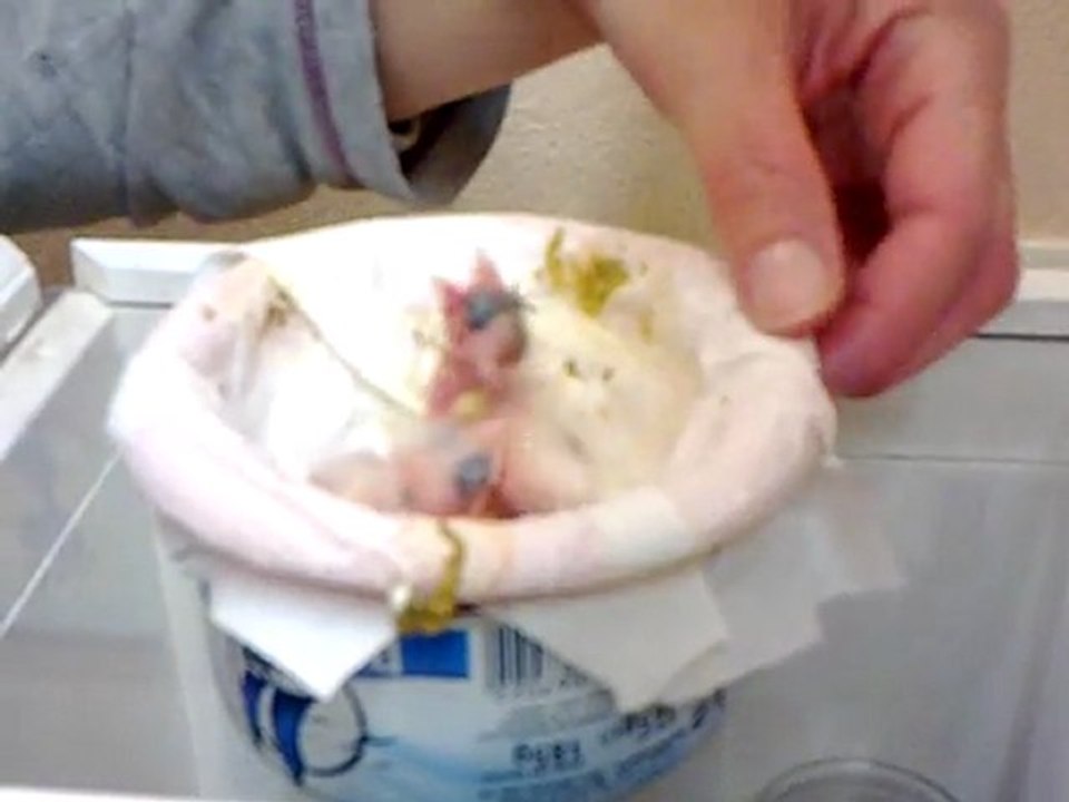 élever des canaris à la main; nourissage du vendredi soir; blog de lescanarisdebruno  01042011029