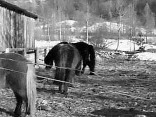 les poneys des nounours au grand oceur