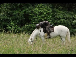 "JOY" un cheval blanc