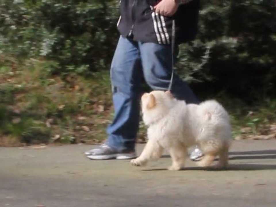 Ecole du chiot - Education canine 06 et 83 - Apprentissage marche au pied et assis - Chiot chow chow 3 mois