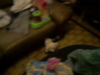 Ma furette qui chasse un mouton