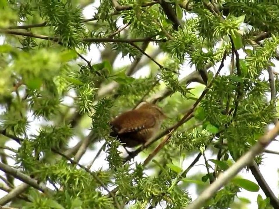 Troglodyte mignon chante dans le saule.  (Troglodytes troglodytes)