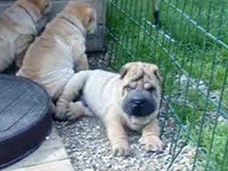 Gawen le pépère tranquille