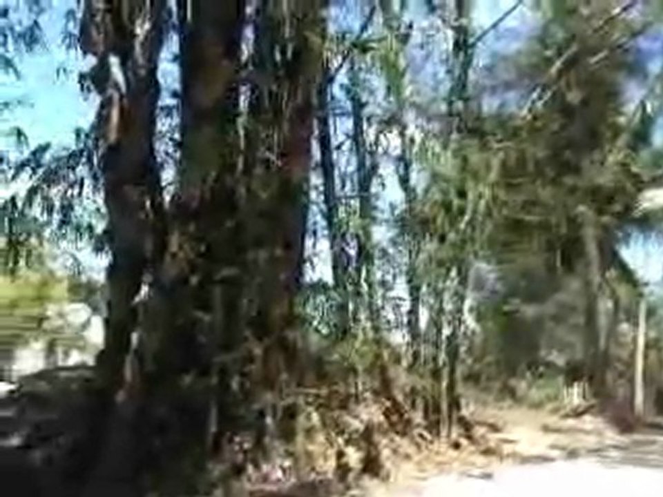 Viêt Nam 03 HOI AN RIZIERE