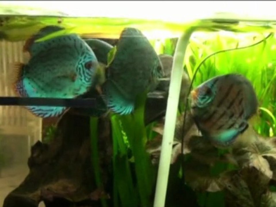Discus avril