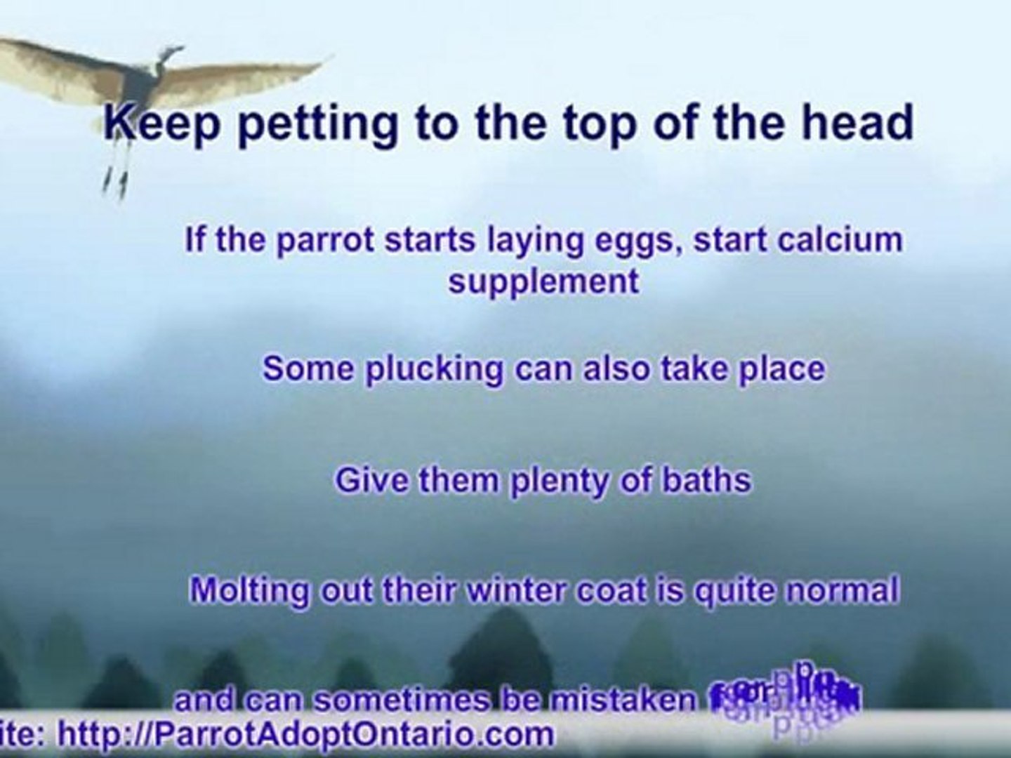 ⁣How To Care For Parrots - Parrot Rescue Adoption - Spring Su