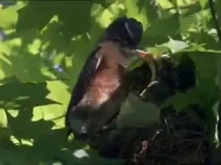 ağustos böceği bir ay için 17 yıl