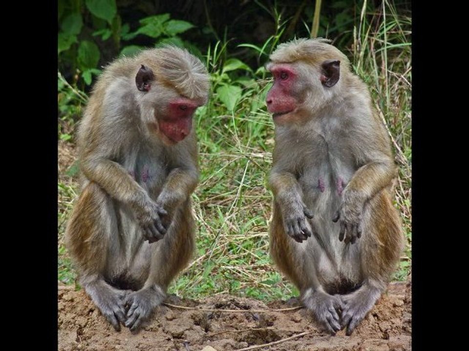 Singes du Sri Lanka