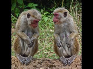 Singes du Sri Lanka