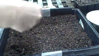 Seed Starting  Planting Wave Petunias Pansies