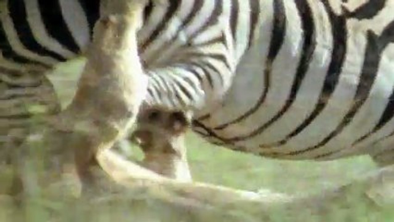 Branding Clarendon SMS in Bulk SA