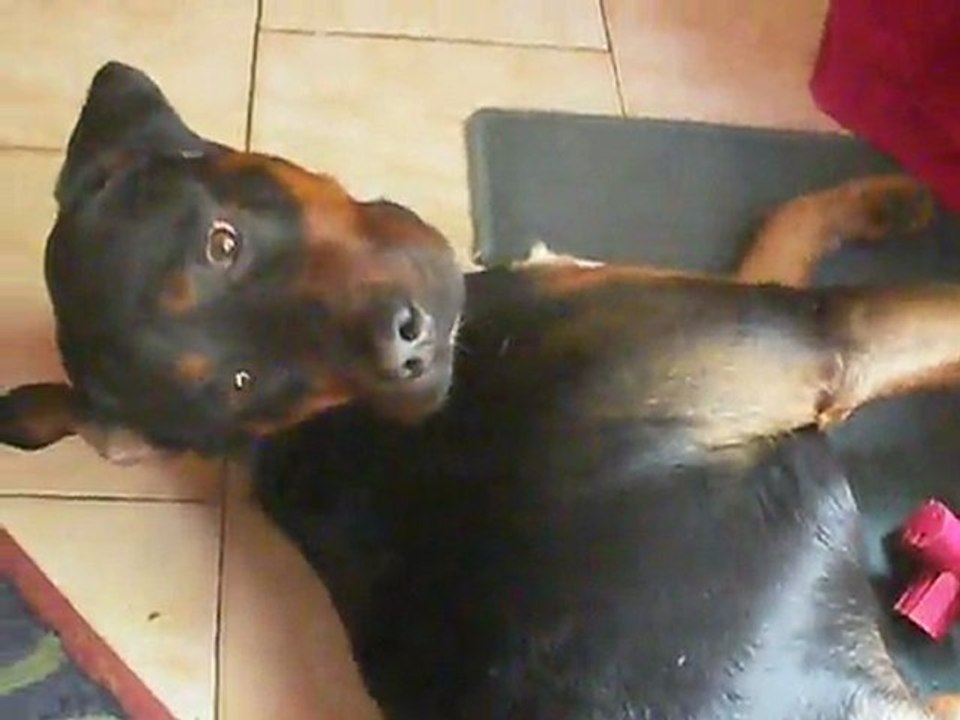 guili guili de mars 2011