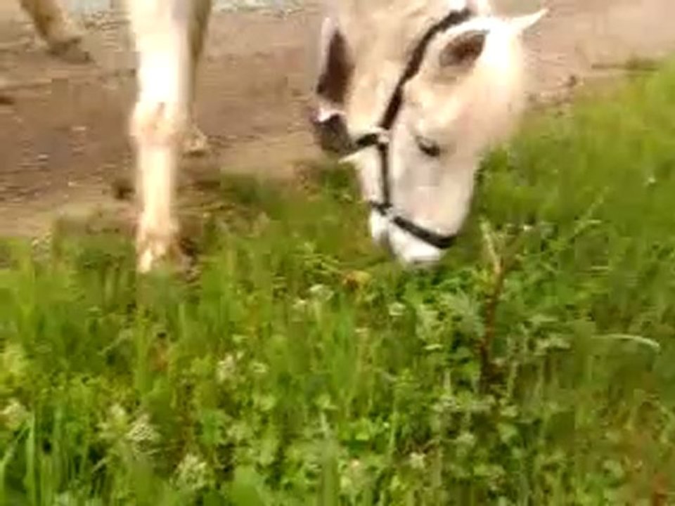 kiki