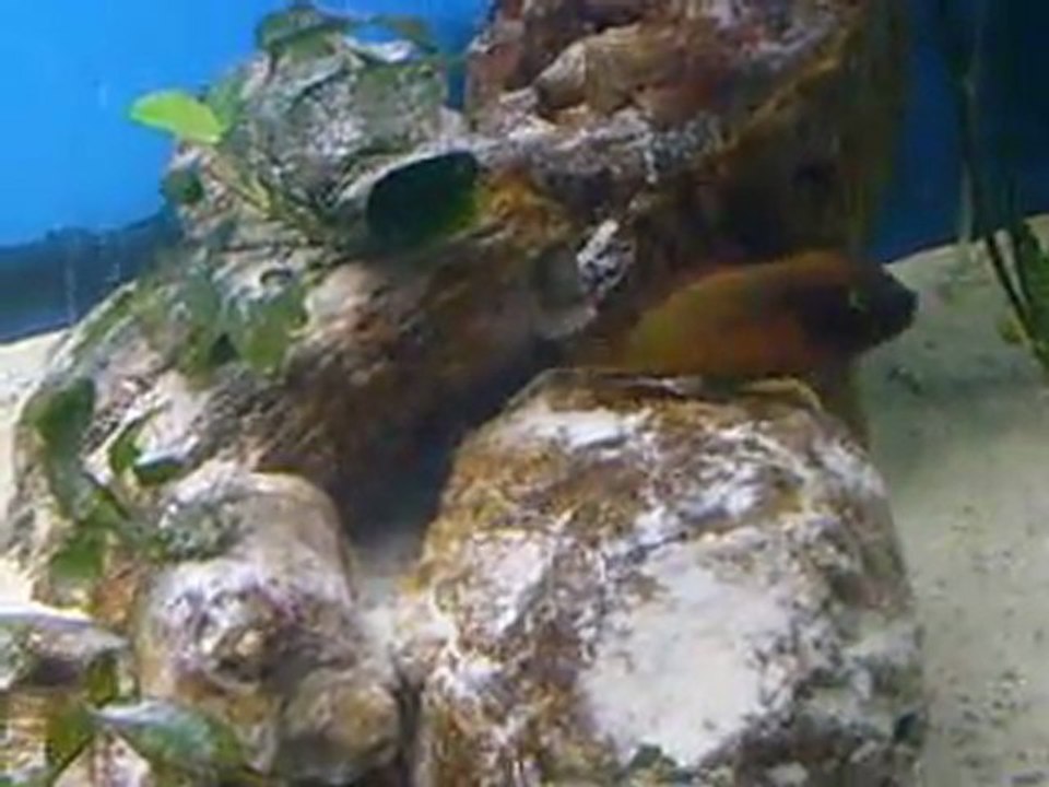 Tropheus ilangi çiftleşme.