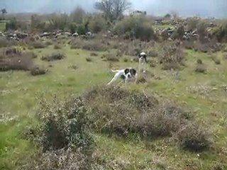 HERA&MARES'İN BILDIRCINA FERMASI